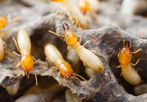 Termite Treatment | Pest Control in Dubai